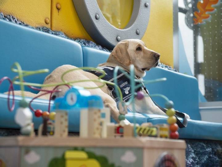 'Truly magical': Stollery Children's Hospital hires Canada's first facility service dog