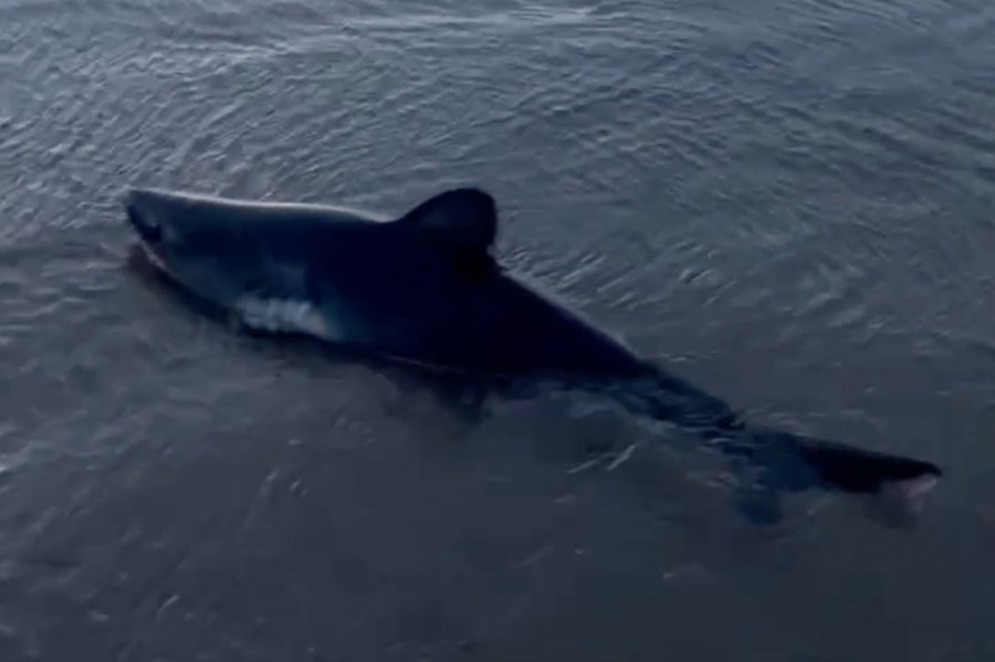 WATCH: Woman rescues beached shark on Oregon Coast