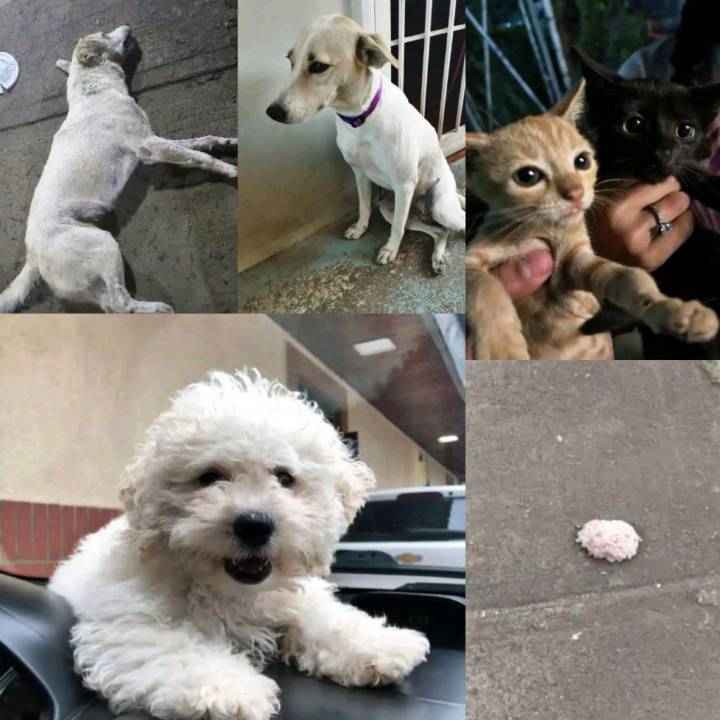 Alarma en Unare 2 por envenenamiento que causó la muerte de cuatro mascotas