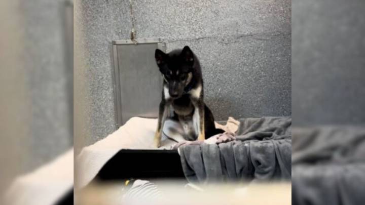California Puppy Saved From Euthanasia Deserves A Forever Home, But Nobody's Interested