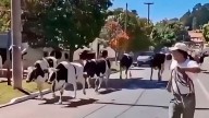 Video: un camión con vacas volcó en plena Ruta 38 y provocó un choque múltiple