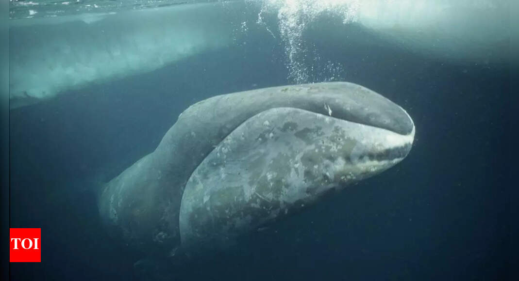 Bowhead whales: The longest-living Arctic mammals and their amazing adaptations for surviving freezing, ice