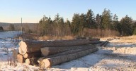 Lumber supports won’t ‘make any difference,’ New Brunswick industry insider says