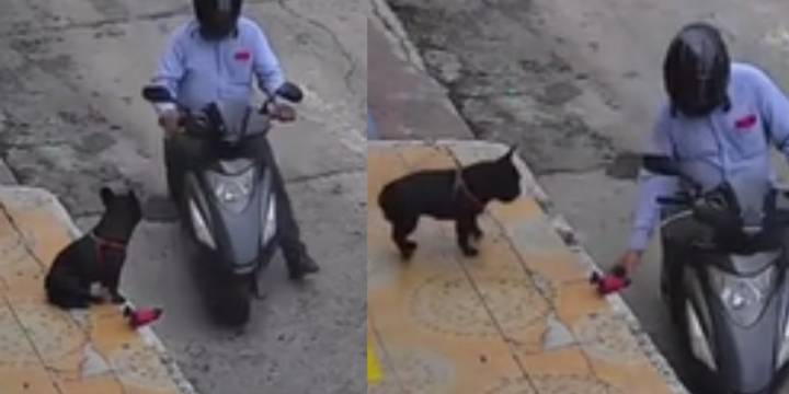 Perro fue víctima de la delincuencia: motociclista le robó su juguete en plena calle