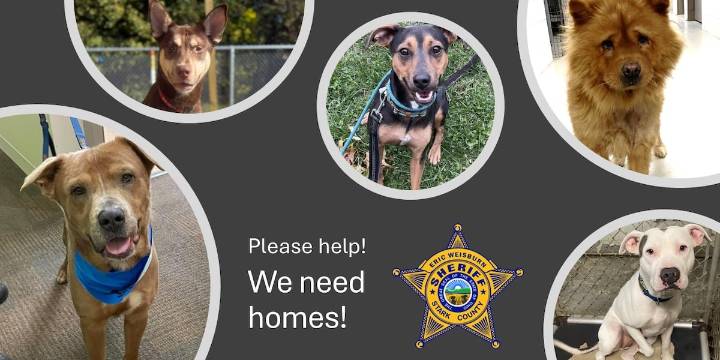 Stark County dog shelter desperately ‘beyond maximum capacity’