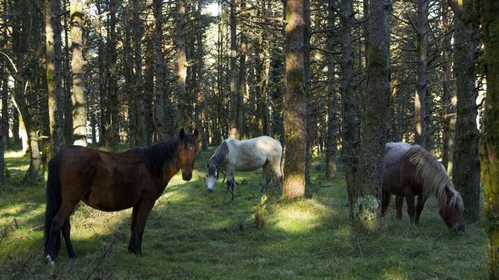 La manada, una estructura social que define el bienestar del caballo