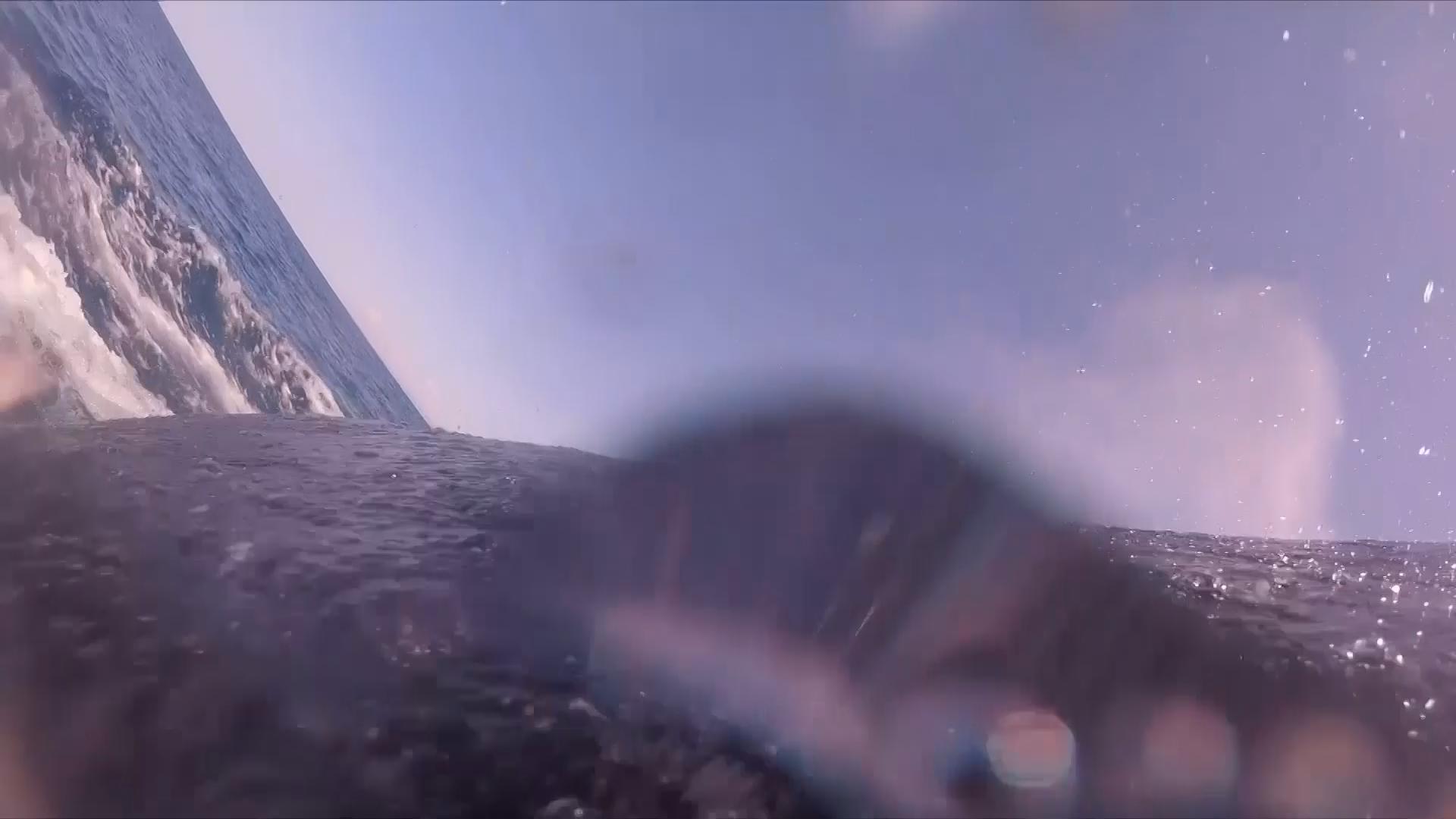 Rare footage shows sucker fish whale-surfing in wild joyride off coast of Australia