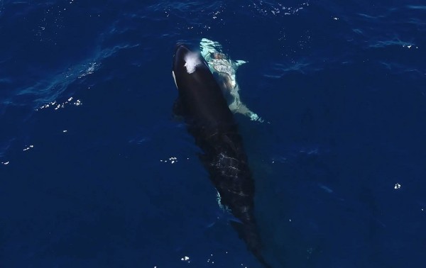 En México, las orcas cazan tiburones blancos