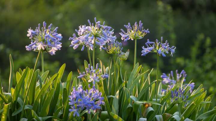 For Endless Spring Blooms, Use These Tips For Overwintering Your Agapanthus Plants
