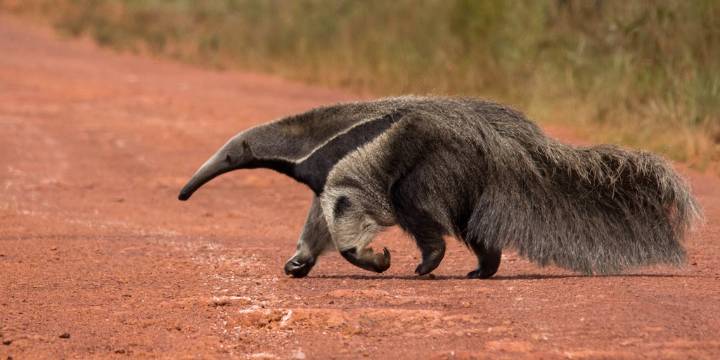 Día Mundial del Oso Hormiguero: el curioso papel de la cola en la vida del gigante sudamericano