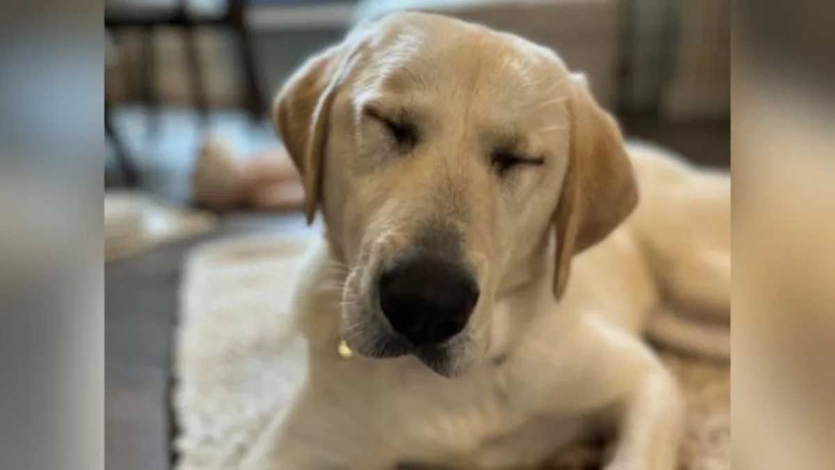 Oregon Humane Society Makes a Holiday Plea to Find Homes for 23 Rescued Pyrenees Dogs
