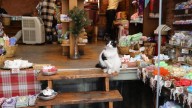 Las 5 ciudades del mundo donde los gatos son sagrados y dominan las calles
