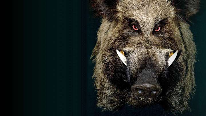 3 Injured In A Wild Boar Attack In J&K’s Thanamandi