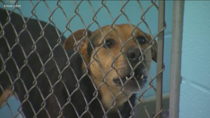 San Marcos animal shelter seeking urgent community help due to overcrowding