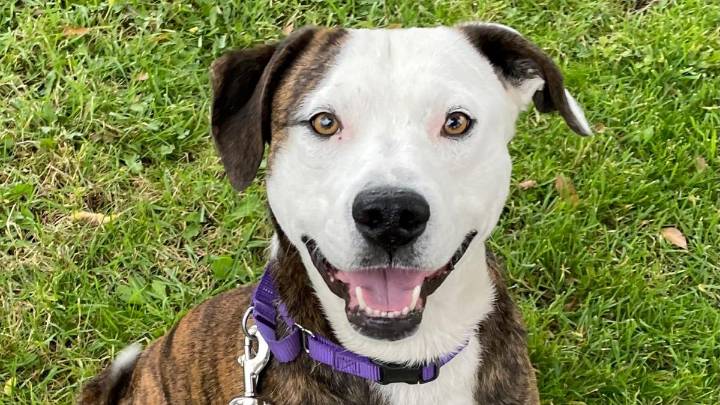 What Makes Quill The Perfect Pet Of The Week In Wenatchee?