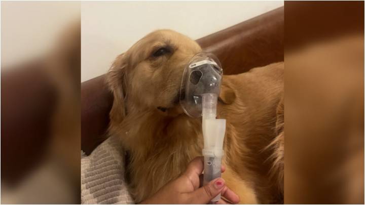 Delhi AQI so bad even a Golden Retriever needs a nebuliser. Reddit user shares pic