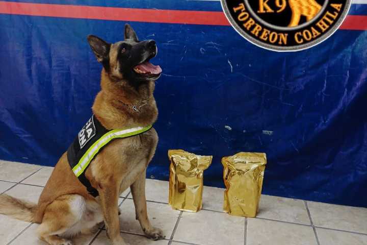 Unidad K9 detecta 1 kilo de marihuana en paquetería; suman cuatro hallazgos en un mes en Torreón