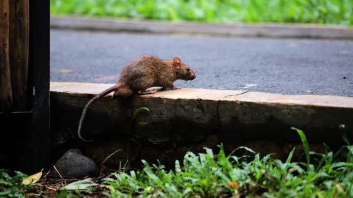 Have Rats Invaded Your Neighborhood? Here's How To Tell (& What To Do)