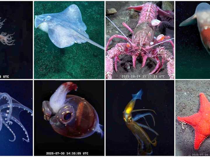 Nueva expedición al fondo del Mar Argentino: cuando comienza esta travesía hacia lo extremo