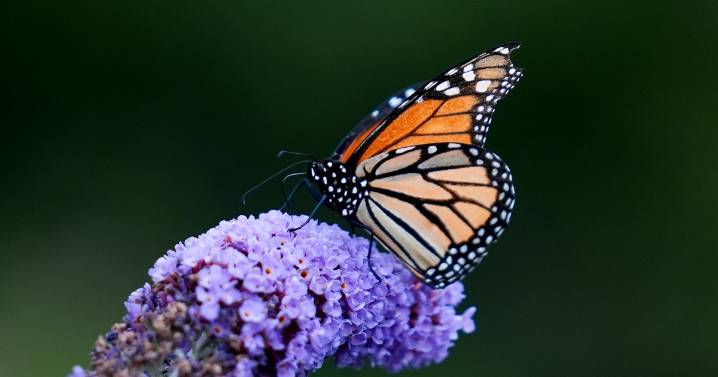 Trump administration moves to roll back some Endangered Species Act protections