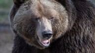 Officials speaking after grizzly bear attacks elementary school group in B.C.
