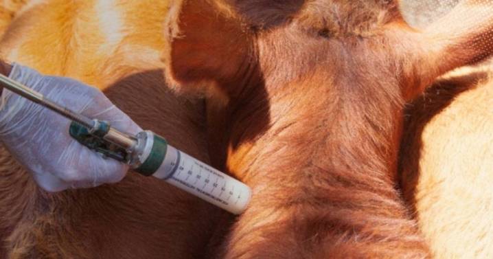 Capacitarán a vacunadores con vistas a la campaña antiaftosa