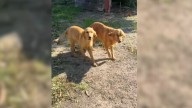 California Golden Retrievers Left Behind In Empty Home Reveal A Heartbreaking Secret
