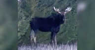 Moose spotted roaming fields in north central Kansas