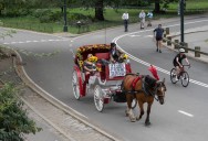 Transport Workers Union sues group trying to ban Central Park carriage horses