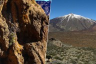 Hemos encontrado el árbol vivo más antiguo de la UE. Está en el Teide y casi coincidió con el Imperio Romano