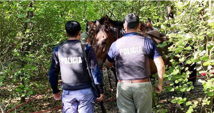 La Policía recuperó cuatro animales robados y detuvo a una persona