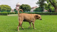 Remove stray dogs from public premises, relocate to shelters: Supreme Court