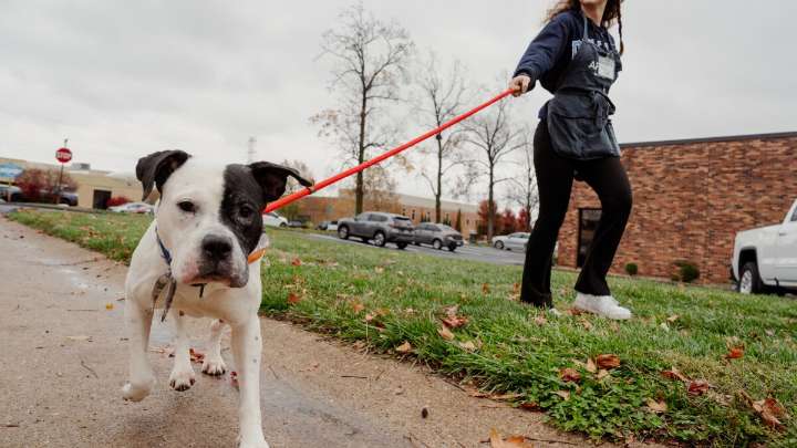 Housing and financial instability have put St. Louis animal shelters in crisis mode