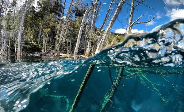 El impactante Bosque Sumergido de la Patagonia: dónde queda y cómo se formó