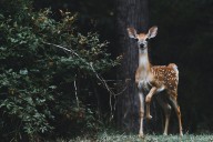 Heartbreaking Photo Shows What Can Happen When Kentucky and Indiana Residents Feed Deer