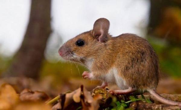 Confirmaron un caso de hantavirus en Bariloche