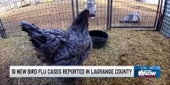New cases of Bird Flu outbreak reported in LaGrange County