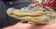 Small alligator rescued in Boston after slithering into the city's heart on social media