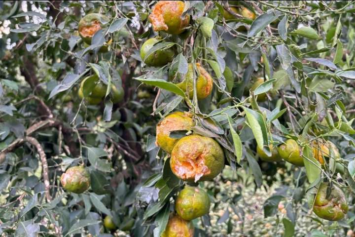 Declararon la emergencia agropecuaria para zonas de Entre Ríos por el granizo de mayo