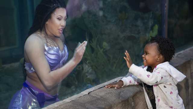 They are back! Mermaids return to Audubon Aquarium