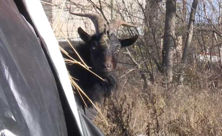 VIDEO: Man jumps onto car roof after goat gets loose in Detroit neighborhood