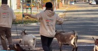 Free goat walks help Boise Bench neighbors unite and unwind