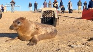 2 gray seals released on Blue Shutters Beach after weeks of rehabilitation