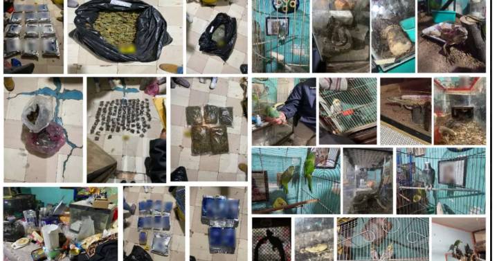 Aseguran animales y droga en un inmueble de la GAM; mujer de 87 años vivía en el lugar