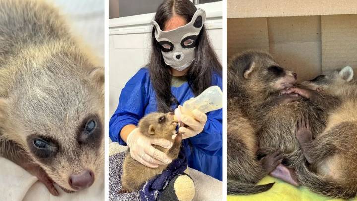 Corrientes: rescataron crias de aguará pope tras la muerte de su madre