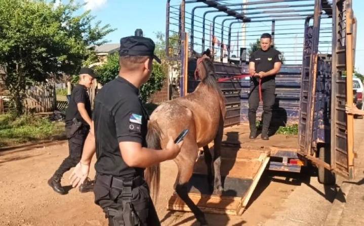 Alarma por maltrato animal: un caballo lesionado fue salvado en la ruta 12