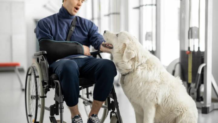 El Gobierno de Aragón aprueba el decreto que regula los perros de asistencia