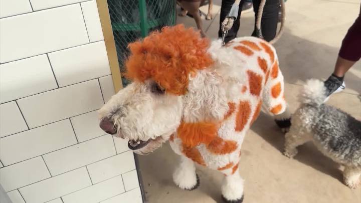 Dogs in costume take over the Atlanta Beltline for Howl