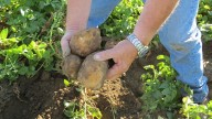 A Big Potato Secret Leads Us to a Tiny WA Town