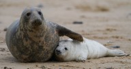 'Beautiful' beach a short drive from Cambs where you can spot seals in winter